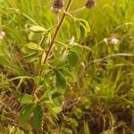 Mimosa albida Leaf