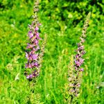 Lythrum salicaria Fiore