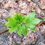 Sambucus racemosa 葉