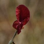 Macroptilium lathyroides Flower