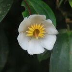 Blakea gracilis Λουλούδι