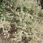 Mimosa aculeaticarpa Hábito
