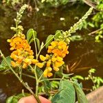 Pterocarpus amazonum Flors