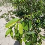 Salix amygdaloides Leht