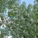 Populus × canescens Ліст