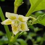 Capsicum baccatum Floare