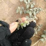 Tribulus pentandrus Fruit