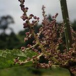 Urtica mairei Habitus