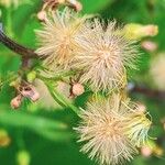 Conyza canadensis Blomma