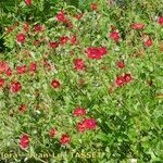 Potentilla argyrophylla Natur