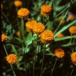 Polygala lutea Kwiat