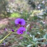 Hardenbergia comptoniana Flower