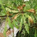 Lilium martagon Leaf