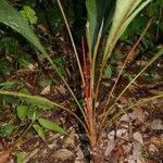 Geonoma macrostachys Хабит