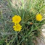 Crepis capillaris Цвят