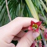 Bryophyllum pinnatum Floare