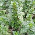 Urtica urens موطن