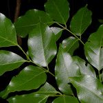 Lonchocarpus atropurpureus 葉