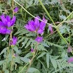 Campanula glomerata Flower