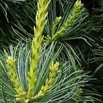Pinus parviflora Цветок