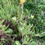 Brassica fruticulosa Hábito