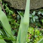 Allium nigrum Folla