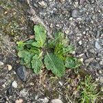 Verbascum blattariaLeaf