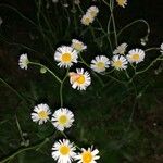 Erigeron quercifolius Λουλούδι