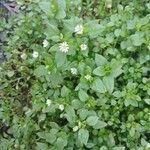 Stellaria media Habitat