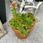 Sempervivum grandiflorum Hoja