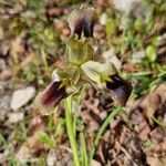 Iris tuberosa Çiçek