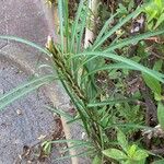 Lilium formosanum Leaf