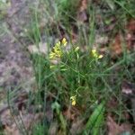 Rorippa pyrenaica Flower