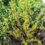 Grevillea juniperina Leaf