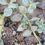 Euphorbia petiolata Habit