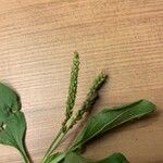 Plantago major花