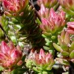 Sedum goldmanii Foglia