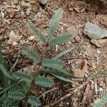 Hoffmannseggia glauca Leaf