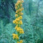 Solidago uliginosa Natur