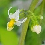 Solanum chenopodioides 花