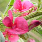 Indigofera hilaris Flor