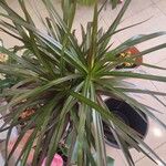 Dracaena reflexaपत्ता