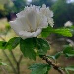 Hibiscus syriacusBlatt