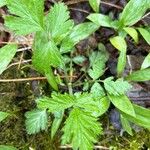 Geum aleppicum পাতা