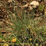 Festuca marginata आदत