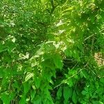Dioscorea polystachya Hoja