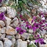 Polygala nicaeensis Ekosanga