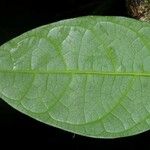 Martinella obovata Leaf