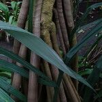 Pandanus utilis Écorce