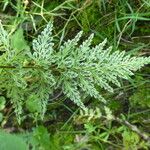 Asplenium adiantum-nigrum 葉